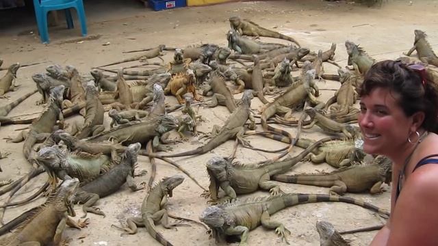 Iguana Farm 1.MOV смотреть онлайн