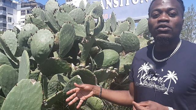 Le cactus une plante merveilleuse # protection spirituelle. contre sorcellerie смотреть онлайн