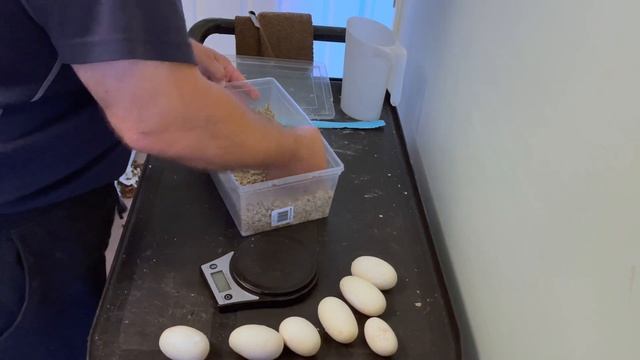 Ball Python Clutch #14 | First Boob Egg! смотреть онлайн