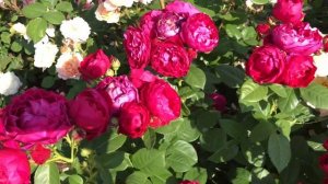 Роза из питомника Тантау Аскот ; Ascot roses #garden #roses
