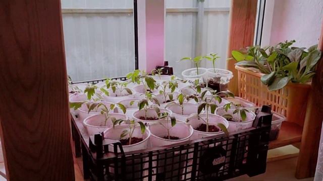 🏡570ЗАКАЗАЛИ СЕБЕ ПОДАРКИ/РАСТЕТ КАК НА ДРОЖЖАХ/ПОРА ПОДРЕЗАТЬ смотреть онлайн
