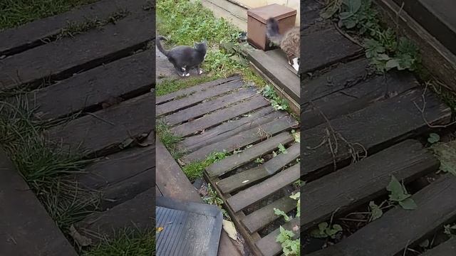 середина ноября прекрасный день, котята гуляют смотреть онлайн