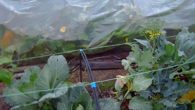 17-20 09 2020г цветы огород сад дача под Архангельском смотреть онлайн