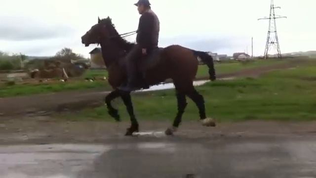 ИНОХОДЕЦ. ПРОДАМ. 8928-380-34-34 смотреть онлайн