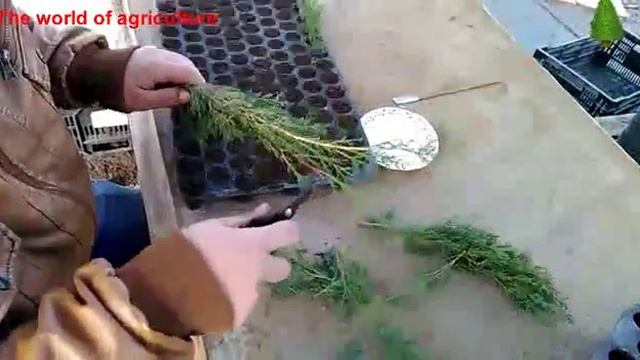 The best method for the proliferation of Cupressus sempervirens 'Stricta' смотреть онлайн