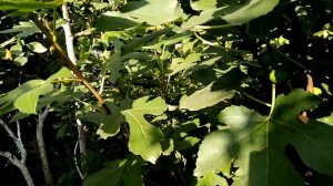 Сорт инжира "Медовый"