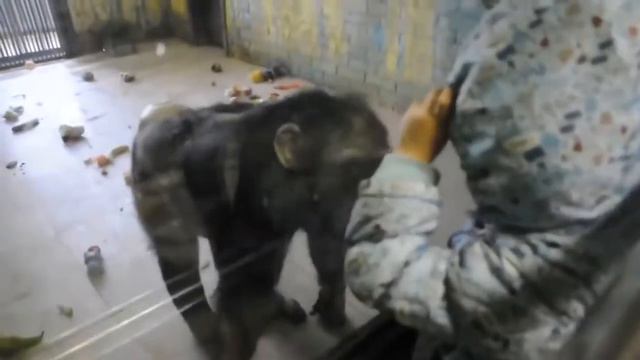 ШОК! ЧТО МОЖЕТ ЭТОТ ШИМПАНЗЕ! смотреть онлайн