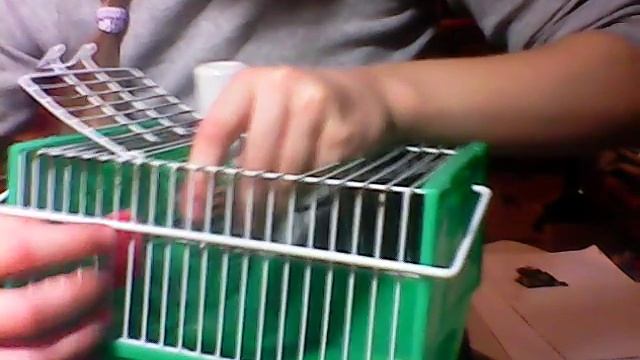 Видео обзор моего Джунгарика! смотреть онлайн