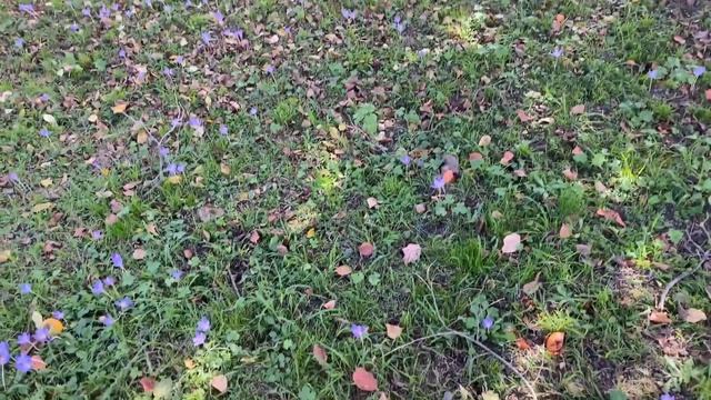 Лучшие чебуреки в Пицунде и Музей, который нас удивил. Ресторан Black Sea. Абхазия, октябрь 2022 смотреть онлайн