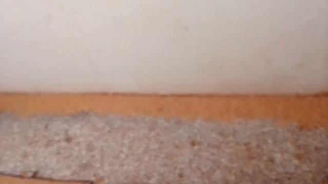 Finches Colony Breeding Progress And Java Setup Done ✅ MashaAllah ❤️ | Ayaan Birds Academy смотреть онлайн