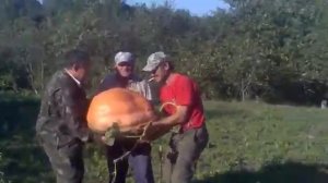 піднімають кавбуз