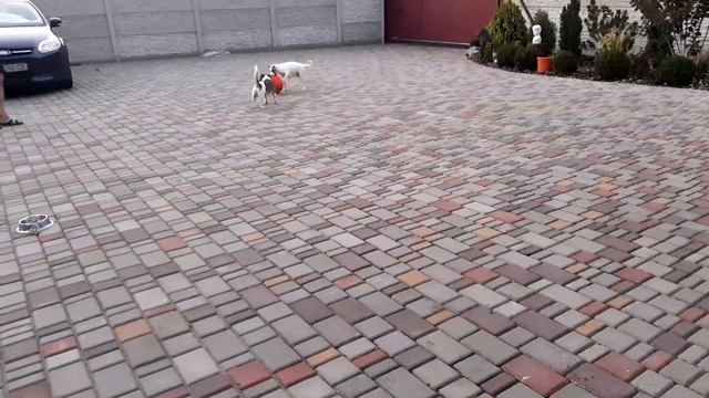 Играемся с щенками и делаем консервацию смотреть онлайн