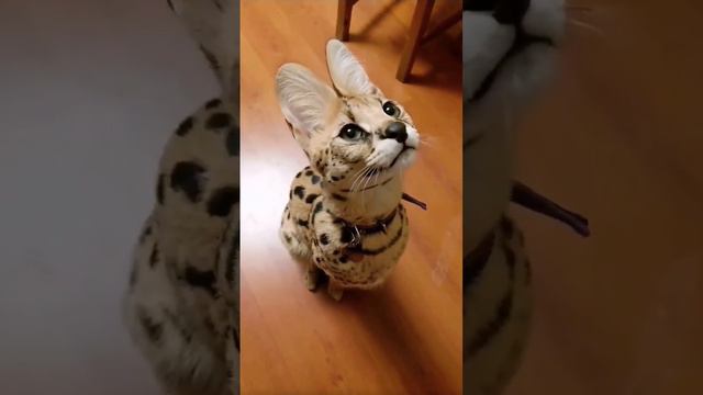 Почему котенок породы Саванна мяукает и как это понимать: полезные советы для новых владельцев смотреть онлайн