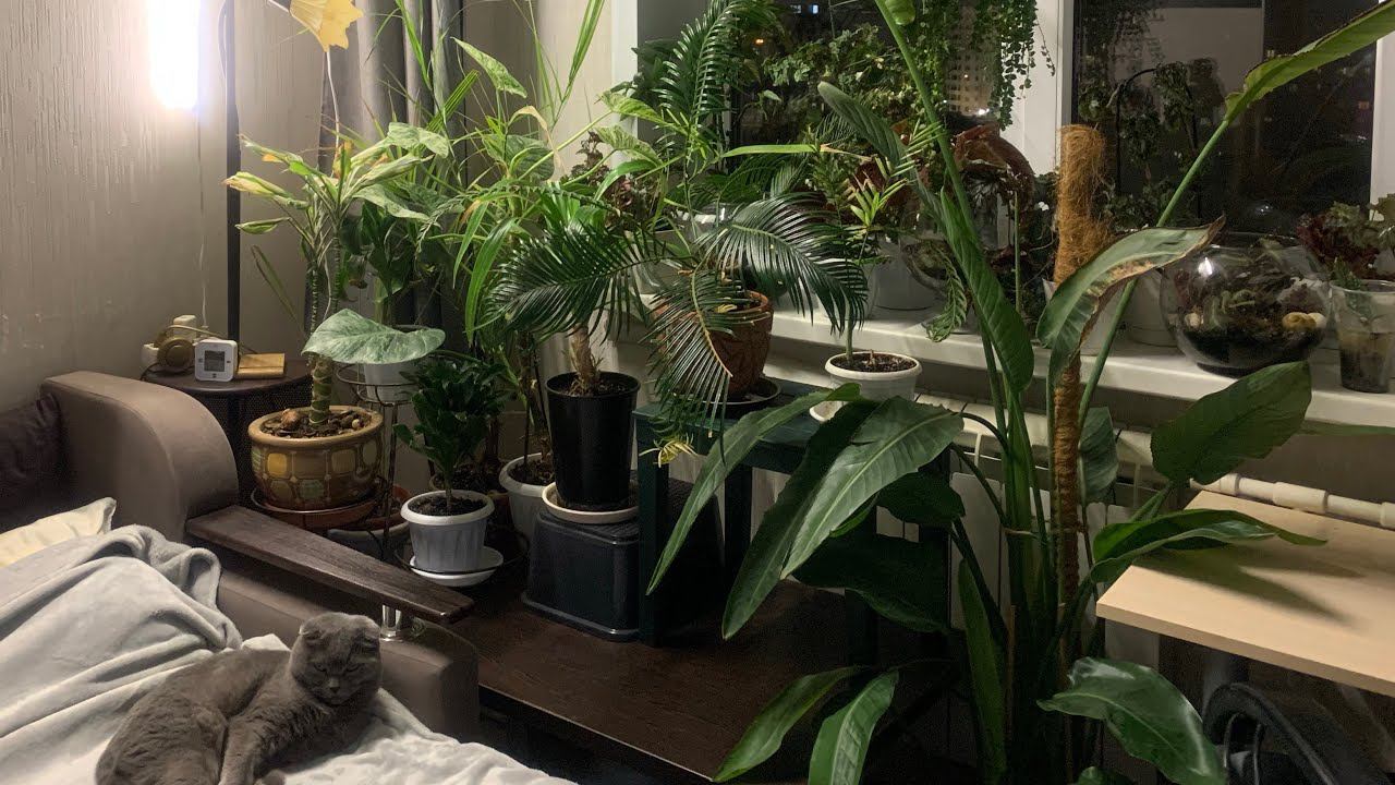 Обзор комнатных растений во второй комнате. Весна 2024. смотреть онлайн