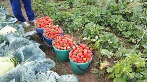 Клубника Монтерей в Сибири