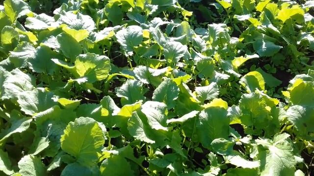 Нужно ли сидераты запахивать на зиму смотреть онлайн