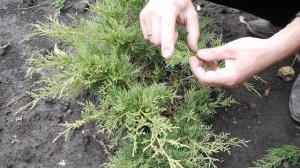 Как размножить Можжевельник и тую  (все о хвойных ч.2)