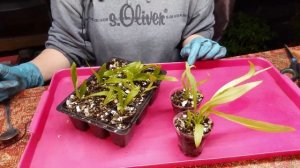 Флокс однолетний от А до Я.