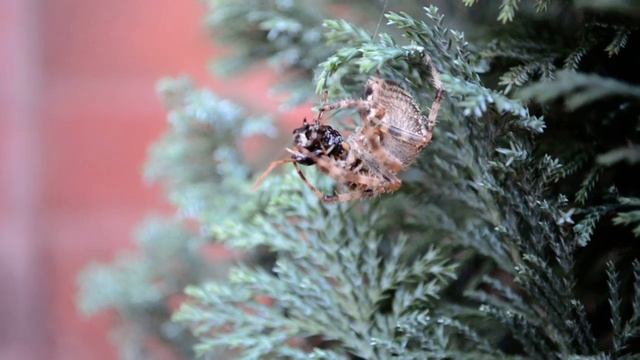 Nikon D5100 Video Test смотреть онлайн