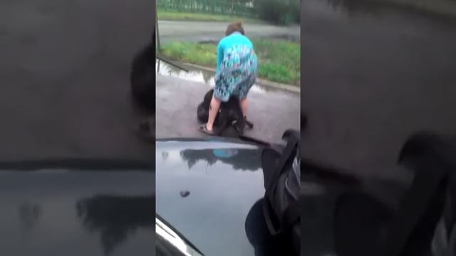 Бешеный стаф загрыз дворнягу до смерти на ул Харьковская 22 07 2015 смотреть онлайн
