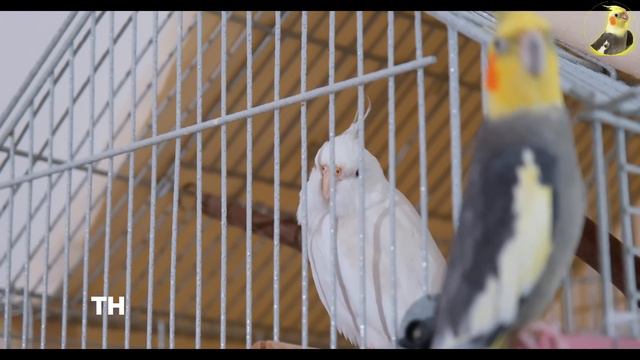 PARROT TRAINING SONGS EVER-Whistle Training-Teach Your Bird-Cockatiel Singing-Budgie смотреть онлайн
