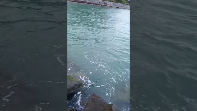 ловля спиннингом с берега на черном море. смотреть онлайн