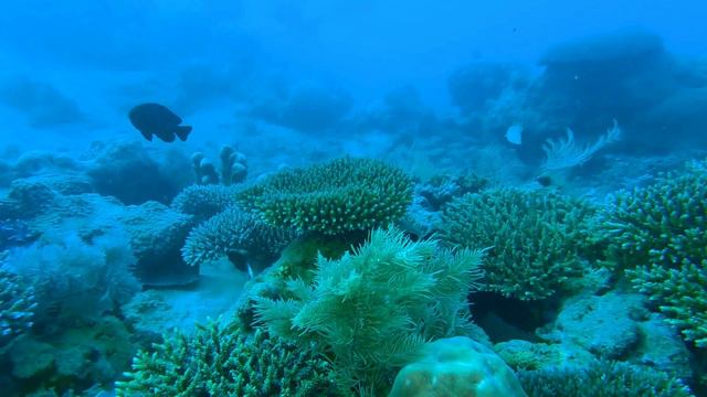 Exploring the Deep Sea Depths in 4K! - Free Visual Delight for Content Creators! 🌊✨ смотреть онлайн