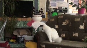 ЗНАКОМСТВО КЕНАРА КЕШИ И КОТИКА БАЛИ