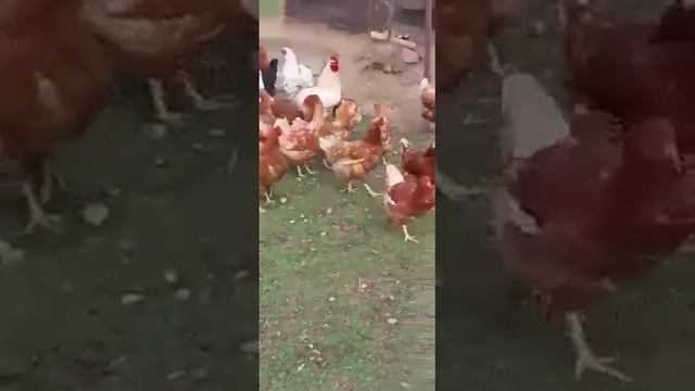 Что бы куры неслись каждый день и не зажирели смотреть онлайн