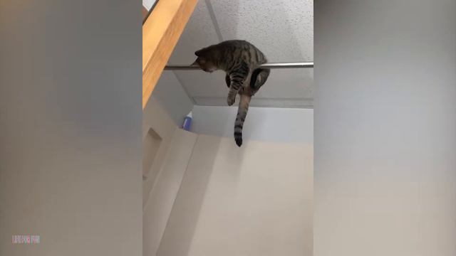 Смешные кошки собаки 😹 Весёлые животные 😹 Смешные Животные #4 смотреть онлайн