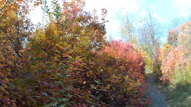 ОСЕННИЙ ЛЕС Звуки леса и осени Прогулка по красочному лесу Одесса смотреть онлайн