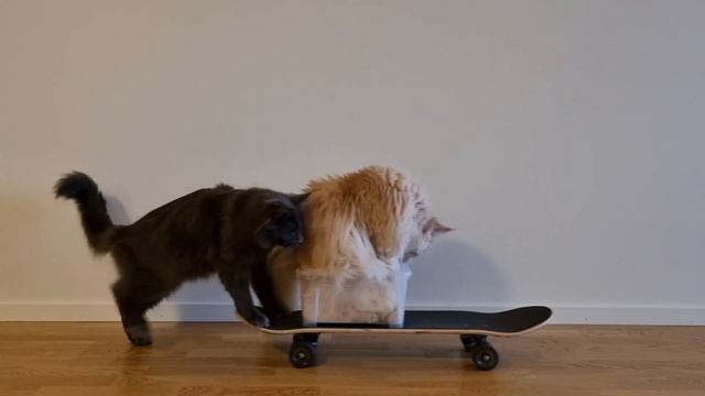 Skateboard Cats - How to Move With Style! смотреть онлайн