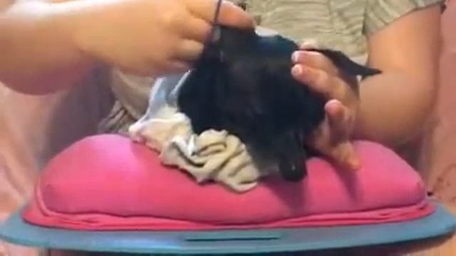 Breakfast at Tiffany's Audrey Hepburn Hair Tutorial смотреть онлайн