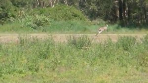 как прыгает кенгуру