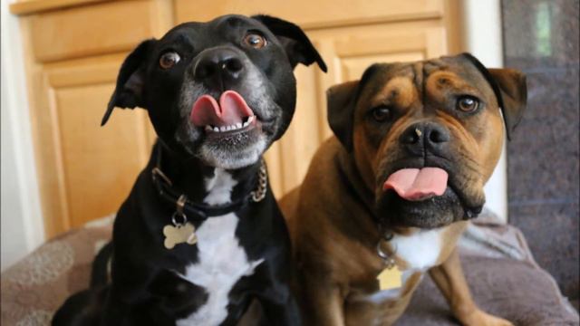 The Waffle Movie starring Waffle Allen смотреть онлайн