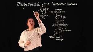 Жизненный цикл Покрытосеменных