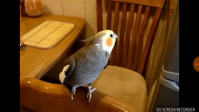 Смешное поведение попугаев Коррела