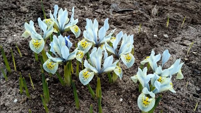 Апрельские цветы и пение птиц смотреть онлайн