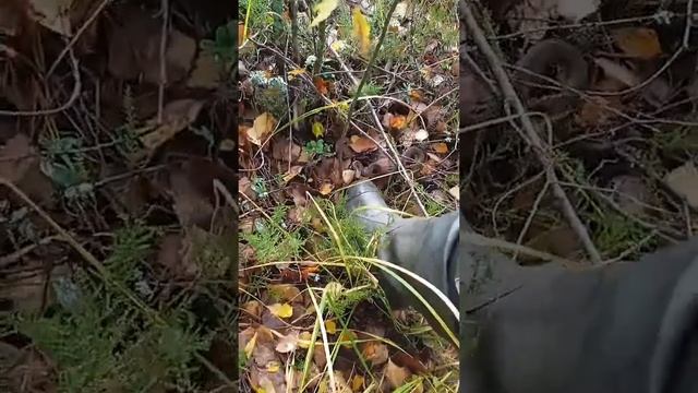 Гадюка атакует!!! #shorts