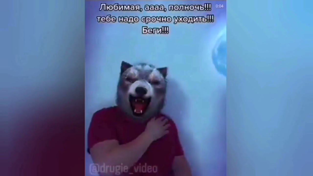 любимая, полночь, тебе надо срочно уходить. глисты замучали волченка жопой трется об ковер смотреть онлайн