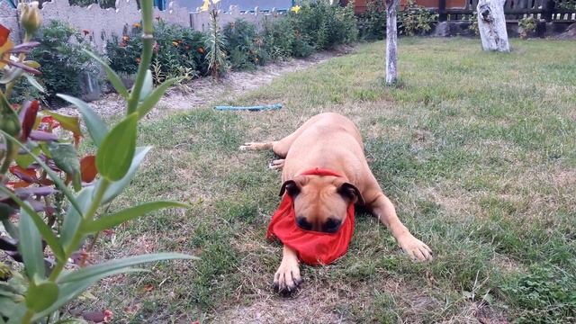 Собака шкодничает или Гюльчатай открой личико. смотреть онлайн