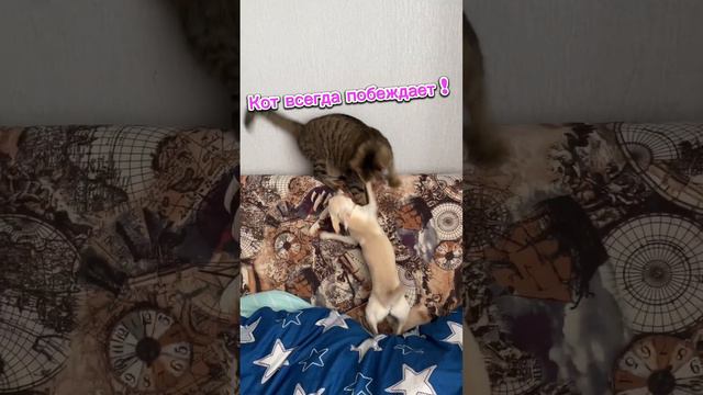 Mortal kombat 👊 #чихуахуа #chihuahua #кот #кот #animals #video #videoshort #shortvideo смотреть онлайн