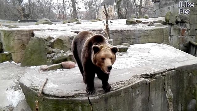 Бурый медведь Особенности зимовки на ilikepet смотреть онлайн