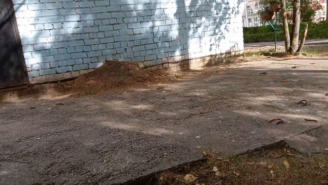 Грибы в городе ВВолочёк. 7 сентября 2023 г. смотреть онлайн