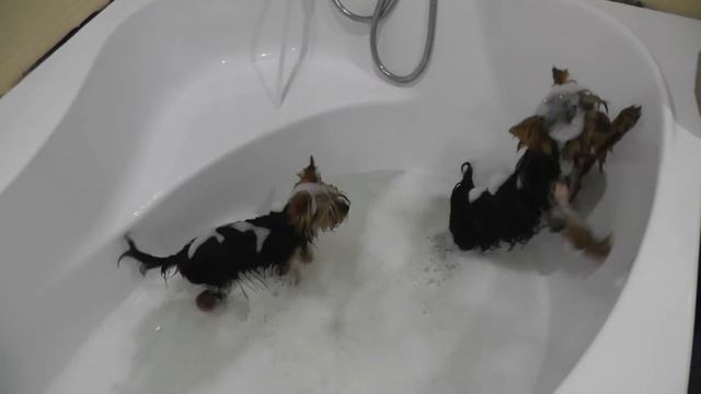 Малыши Йорки купаются! смотреть онлайн