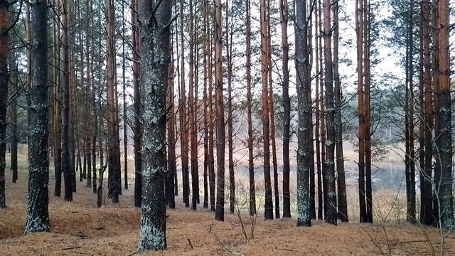 Сосновый бор. ч.7. Ноябрь 2022 смотреть онлайн