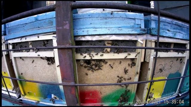 20.04.Пчелопакеты на дом.Уважуха организаторам современных методов в пчеловодстве. смотреть онлайн