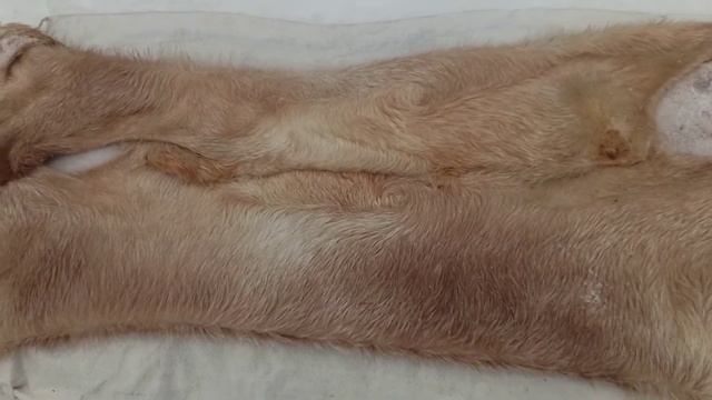 Выделка козьей шкуры-солим! смотреть онлайн