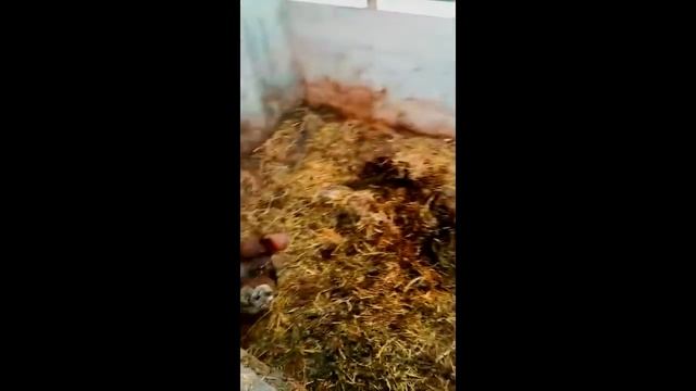 ПОРОСЯТА | АНГАР | СУПЕР КОРМЛЕНИЕ | выгодное предложение смотреть онлайн