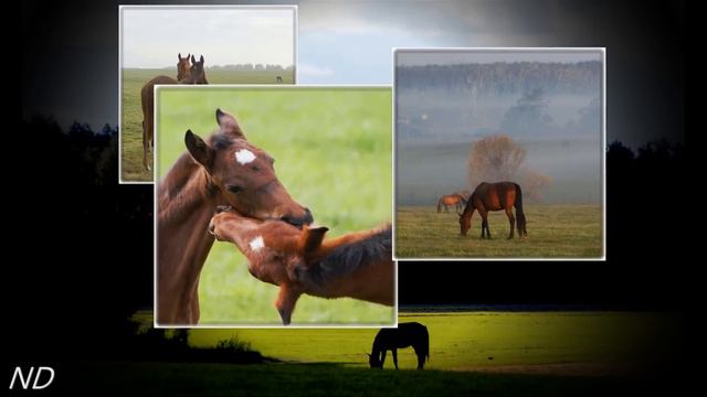 2014 год Лошади 2 - 2014 Horses смотреть онлайн